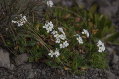Alpine Rockcress (Arabis alpina)