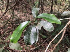 Planchonella pohlmaniana