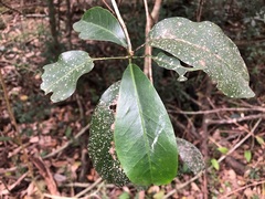 Planchonella pohlmaniana