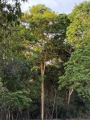 Calycophyllum spruceanum