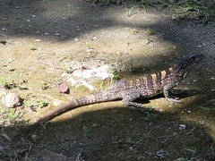 Ctenosaura similis