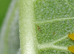 Aeolothrips collaris