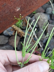 Epilobium pseudorubescens