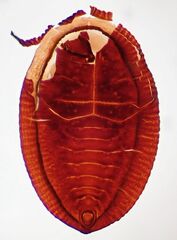 Aleuropleurocelus nigrans