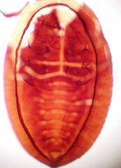 Aleuropleurocelus nigrans