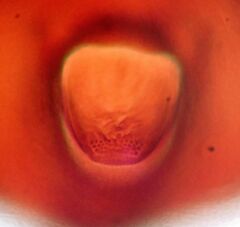 Aleuropleurocelus nigrans