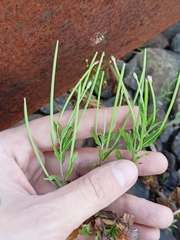 Epilobium pseudorubescens