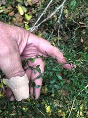 Everistia vacciniifolia nervosa