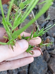 Epilobium pseudorubescens