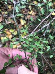 Everistia vacciniifolia nervosa