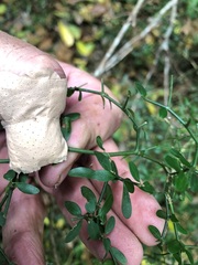 Everistia vacciniifolia nervosa
