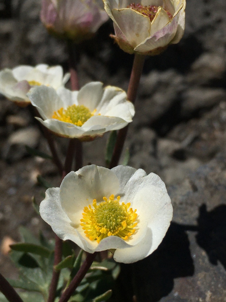 Glacier Crowfoot