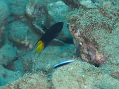 Neopomacentrus violascens