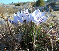 Crocus variegatus