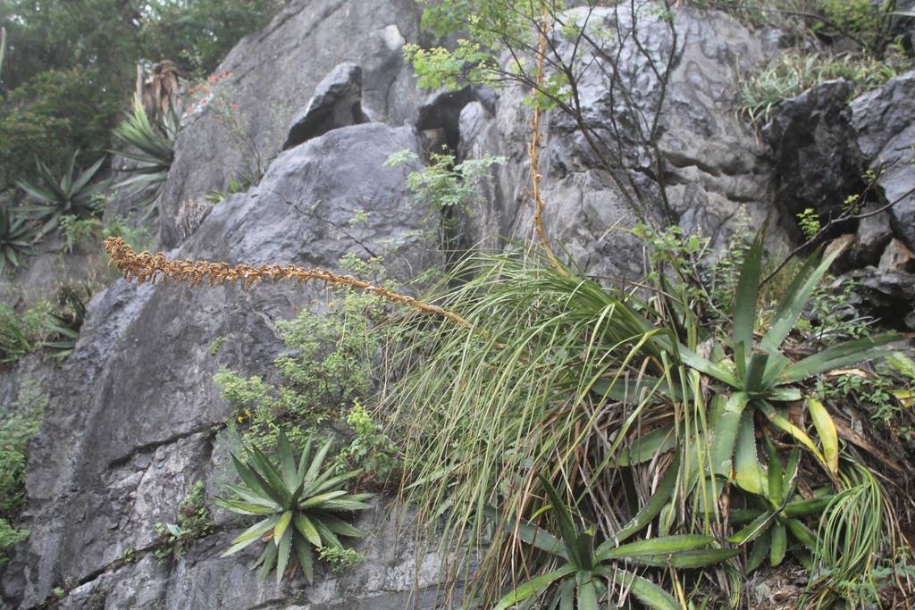 Dasylirion graminifolium