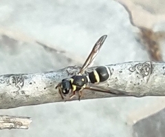 Parancistrocerus fulvipes