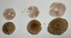 Entoloma solstitiale