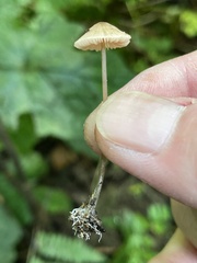 Entoloma solstitiale
