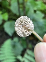 Entoloma solstitiale