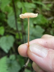 Entoloma solstitiale