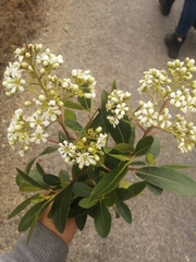 Escallonia paniculata