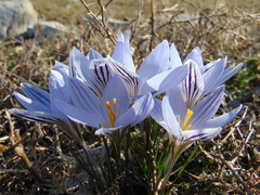 Crocus variegatus