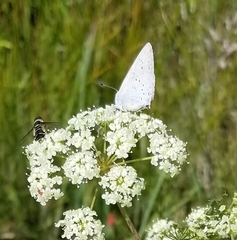 Satyrium sylvinus