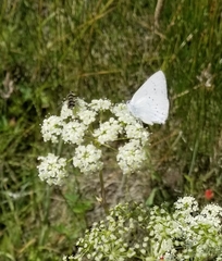 Satyrium sylvinus