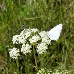 Satyrium sylvinus