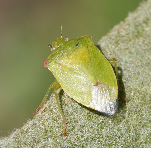 iNaturalist observation photo of Red-shouldered Stink Bug