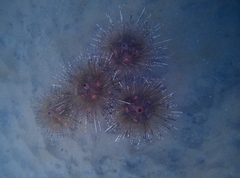 Astropyga pulvinata