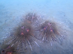 Astropyga pulvinata