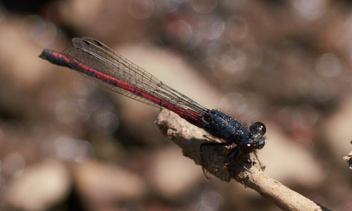 iNaturalist observation photo of Western Red Damsel