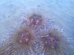 Astropyga pulvinata