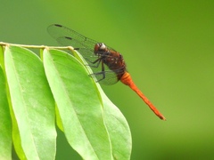 Orthetrum chrysis