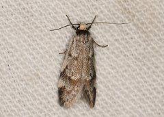 Palimmeces variegata