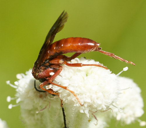 iNaturalist observation photo of Common Sawflies