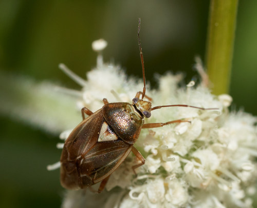 iNaturalist observation photo of Lygus Bugs