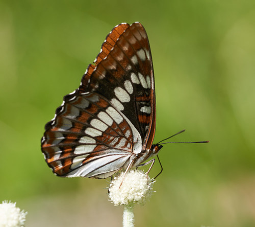 iNaturalist observation photo of Lorquin's Admiral