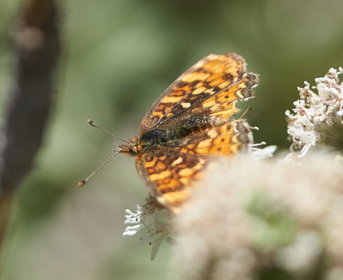 iNaturalist observation photo of Crescents