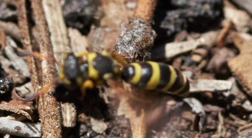 iNaturalist observation photo of Potter and Mason Wasps