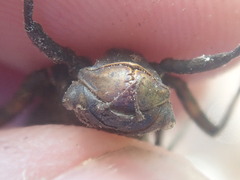 Neurocordulia yamaskanensis