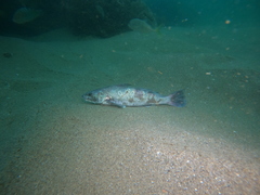 Menticirrhus panamensis