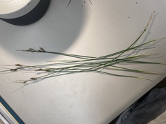 Juncus confusus
