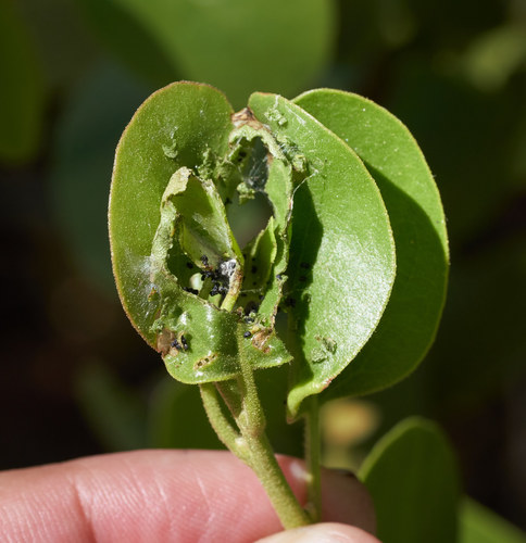 iNaturalist observation photo of Insects