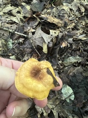 Cantharellus appalachiensis