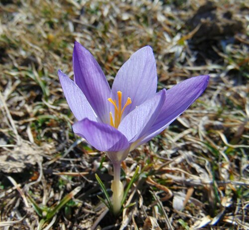 Dalmatinski šafran (Crocus dalmaticus)