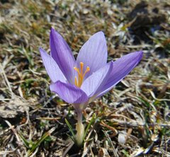 Crocus dalmaticus