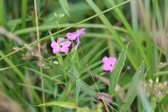 Phlox glaberrima interior