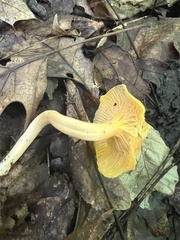 Cantharellus appalachiensis